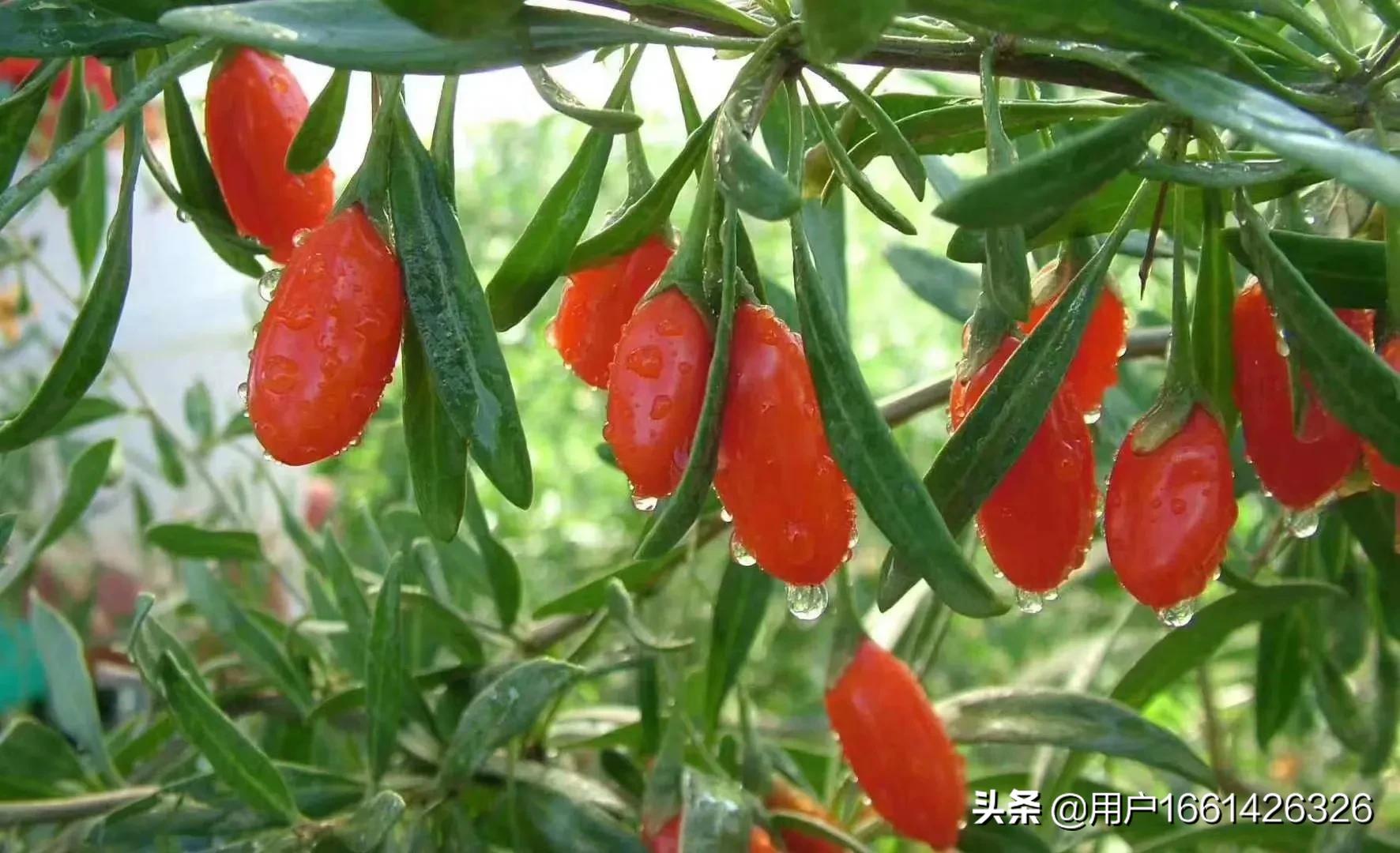 鲜果时间最新菜单探索，果饮的魅力与变化之旅