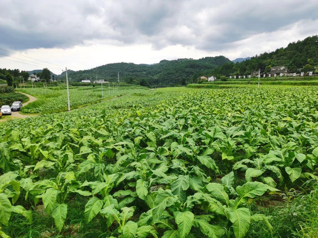 最新烤烟烘烤技术及其应用前景展望