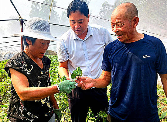 最新豆虫养殖技术，引领农业新革命的先锋