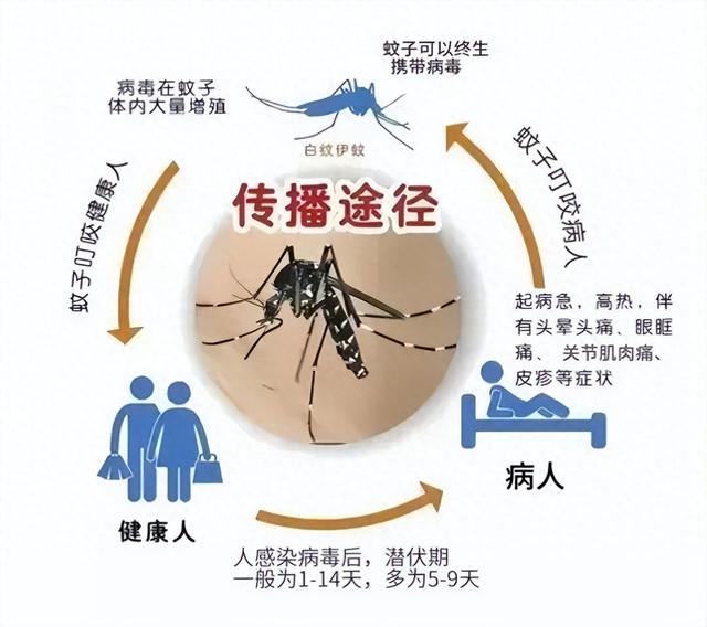 缅甸登革热疫情最新动态，防控进展与应对措施