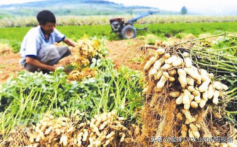 花生阅读下载，数字阅读全新体验探索