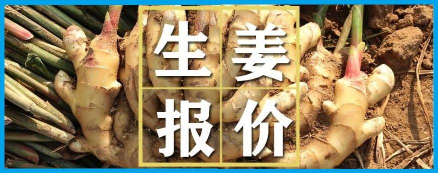 今日生姜价格走势解析