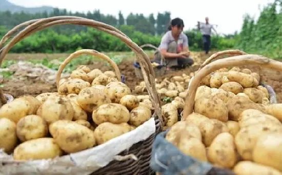 滕州土豆价格行情最新分析