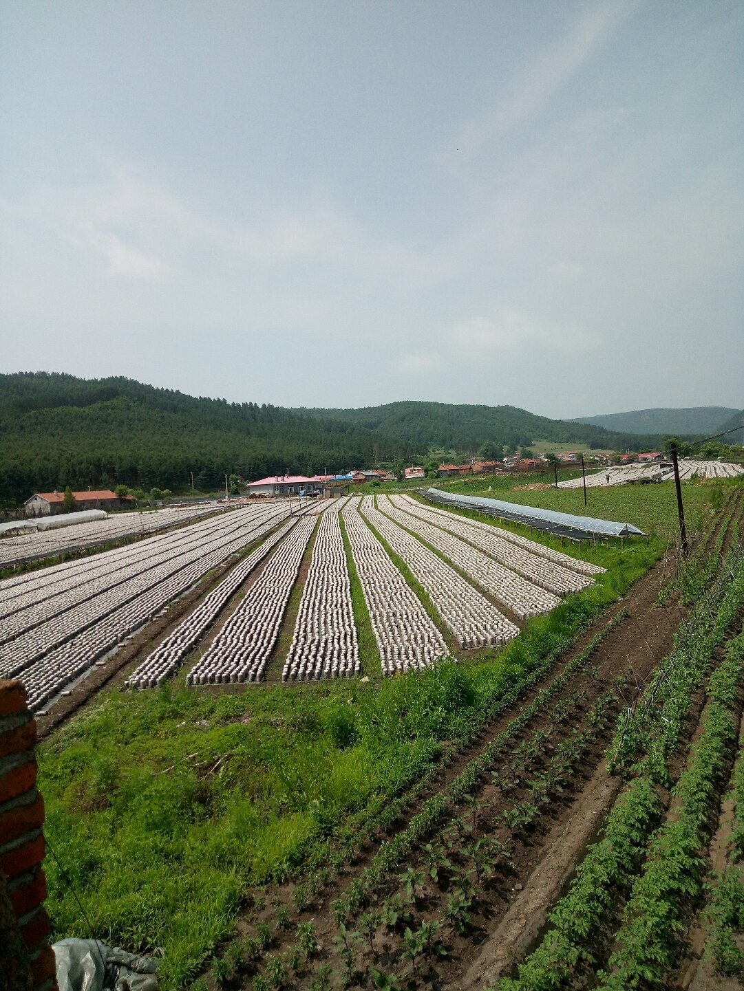 明水满族乡天气预报最新详解